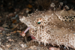 Batfish - Likely Ogcocephalus cubifrons
