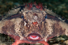 Batfish - Likely Ogcocephalus cubifrons