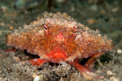 Batfish - Likely Ogcocephalus cubifrons