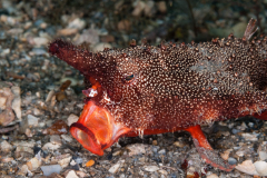 Batfish -Ogcocephalus corniger