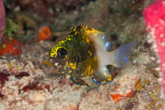 Bicolor Damselfish - Stegastes partitus - anomaly