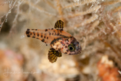 Blackfin Cardinalfish - Astrapogon puncticulatus