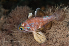 Blackfin Cardinalfish - Astrapogon puncticulatus