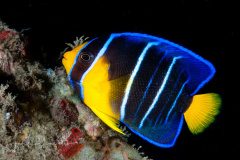 Blue Angelfish Juvenile - Holacanthus bermudensis