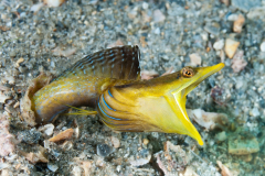Bluethroat Pikeblenny - Chaenopsis ocellata