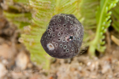 Buffalo Trunkfish - Lactophrys trigonus