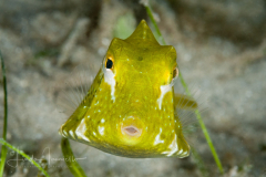 Buffalo Trunkfish - Lactophrys trigonus