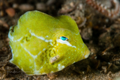 Buffalo Trunkfish - Lactophrys trigonus