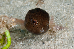 Buffalo Trunkfish - Lactophrys trigonus