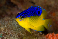 Cocoa Damselfish - Stegastes xanthurus