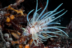 Common Lionfish - Pterois volitans