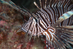 Common Lionfish - Pterois volitans