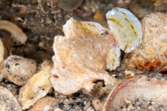 Dwarf Frogfish - Antennarius pauciradiatus