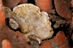 Dwarf Frogfish - Antennarius pauciradiatus