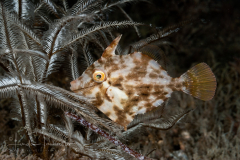 Filefish - Stephanolepis complex