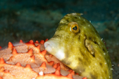 Filefish and Sea Star