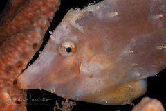 Filefish hanging on for the night