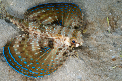 Flying Gurnard - Dactylopterus volitans