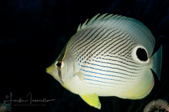 Foureye Butterflyfish - Chaetodon capistratus