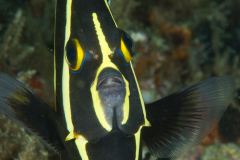 French Angelfish - Pomacanthus paru
