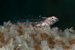 Glass Blenny - Emblemariopsis diaphana