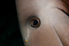Gray Angelfish - Pomacanthus arcuatus