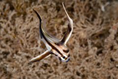 Highhat - Pareques acuminatus