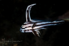 Highhat - Pareques acuminatus