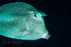 Honeycomb Cowfish - Acanthostracion polygonia