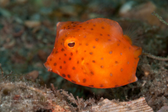 Honeycomb Cowfish - Acanthostracion polygonius