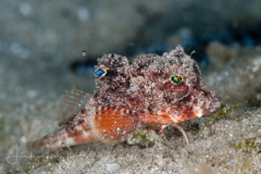 Horned Searobin - Bellator militaris