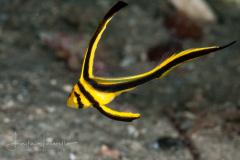 Jackknife Fish - Equetus lanceolatus