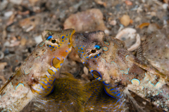 Lancer Dragonet - Paradiplogrammus bairdi