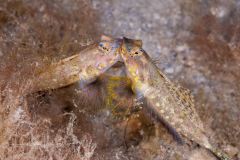 Lancer Dragonet - Paradiplogrammus bairdi