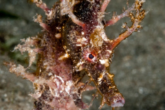 Lined Seahorse - Hippocampus erectus
