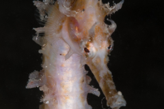 Lined Seahorse - Hippocampus erectus