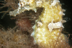 Lined Seahorse - Hippocampus erectus