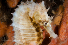 Lined Seahorse - Hippocampus erectus