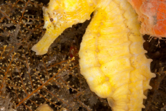 Lined Seahorse - Hippocampus erectus