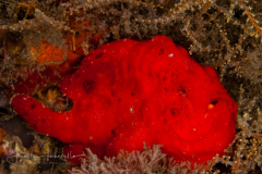 Longlure Frogfish - Antennarius multiocellatus