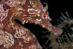 Longsnout Seahorse - Hippocampus reidi