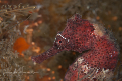 Longsnout Seahorse - Hippocampus reidi