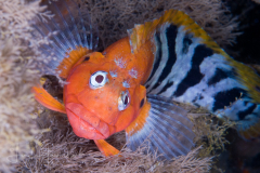 Masquerader Hairy Blenny - Labrisomus conditus - male in nuptial colors