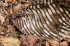 Naked Sole - Gymnachirus melas