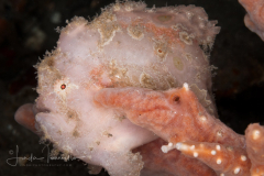 Ocellated Frogfish - Fowlerichthys ocellatus