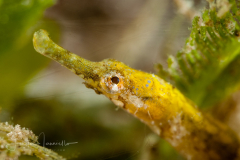 Pipefish