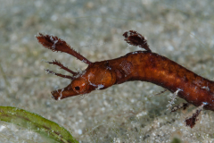 Pipehorse - Amphelikturus dendriticus