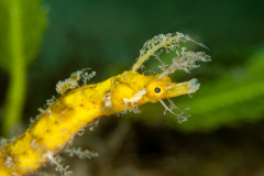 Pipehorse - Amphelikturus dendriticus