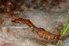Pipehorse - Amphelikturus dendriticus