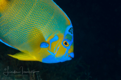 Queen Angelfish - Holacanthus ciliaris